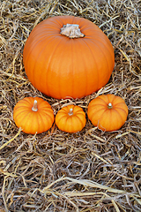 Image showing Large pumpkin on a bed of straw with mini pumpkins