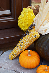 Image showing Ornamental sweetcorn and gourds as a Thanksgiving decoration