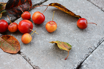 Image showing Yellow and orange crab apples with autumn foliage