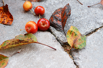 Image showing Red crab apple fruits among fallen autumn leaves