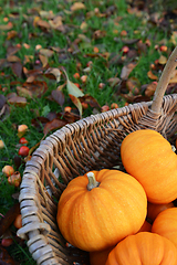Image showing Orange mini pumpkin in a rustic woven basket 