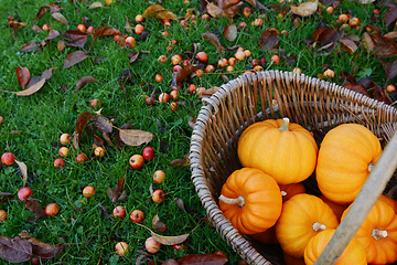 Image showing Rustic basket of mini orange pumpkins for Thanksgiving decoratio