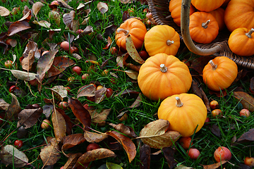 Image showing Mini orange pumpkins spilling from a wicker basket 