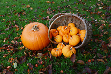 Image showing Large pumpkin and basket of mini pumpkins spilling onto grass