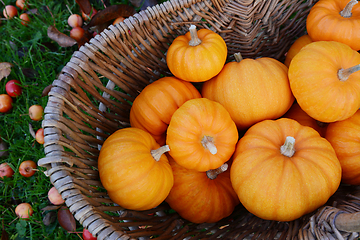 Image showing Woven basket full of Jack Be Little mini pumpkins