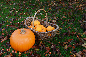 Image showing Ripe pumpkin and basket of mini pumpkins in a garden