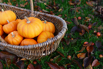 Image showing Rustic basket of small orange pumpkins for Thanksgiving