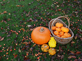 Image showing Large pumpkin and ornamental gourds with basket of little pumpki