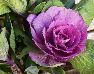 Image showing Purple ornamental kale head surrounded by deep green leaves