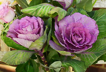 Image showing Ornamental kale heads with purple and green leaves