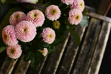 Image showing Pale pink chrysanthemum flowers above a wooden bench