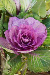 Image showing Head of ornamental cabbage with purple and green leaves