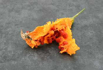 Image showing Sticky red seeds revealed inside an overripe orange bitter gourd