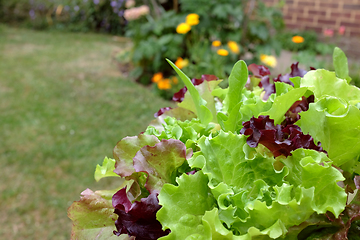 Image showing Lush green and red mixed lettuce leaves ready to eat