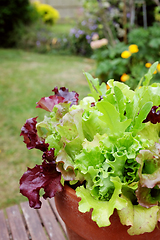 Image showing Fresh salad leaves, mixed lettuce plants in a garden