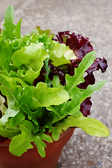 Image showing Close-up of mixed salad leaves growing in terracotta pot 