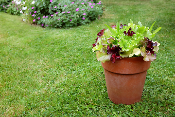 Image showing Flower pot of mixed lettuce plants, red and green salad leaves