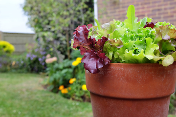 Image showing Mixed red and green salad leaves growing in a flower pot