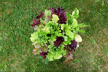 Image showing Fresh mixed lettuce plants with red and green salad leaves