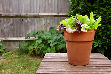 Image showing Terracotta pot planted with mixed salad leaves, on a table