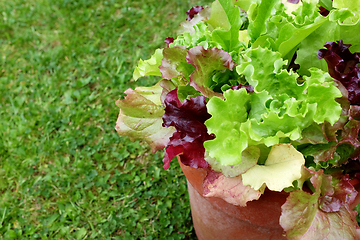 Image showing Flower pot full of mixed lettuce plants on grass