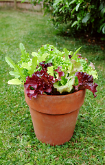 Image showing Terracotta pot with mixed salad, leaf lettuce plants 