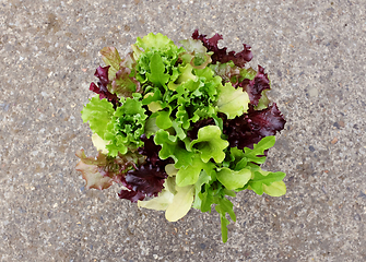 Image showing Lush mixed lettuce plants with green and red salad leaves 