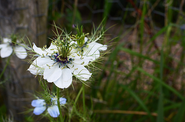 Image showing Delicate white nigella flower, Love in a Mist