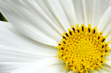 Image showing Delicate white cosmos flower with yellow stamen