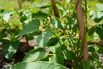 Image showing White flower buds of a Wey runner bean plant