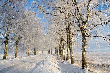 Image showing Frost covered birch tree