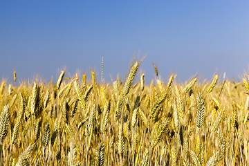 Image showing agricultural field, cereals