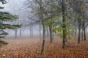 Image showing dark autumn forest