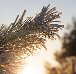 Image showing Snow-covered tree