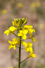 Image showing Rape flower in spring