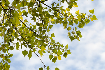 Image showing Birch leaves