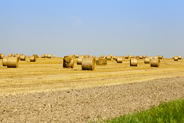 Image showing Golden Hay Bales