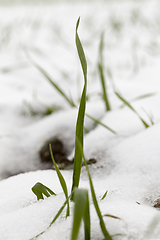 Image showing Winter time of the year