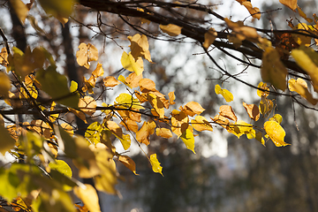 Image showing Autumn in the forest