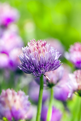 Image showing garlic flowers