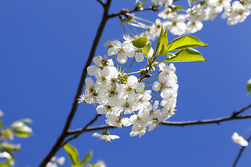 Image showing Cherry blossoms