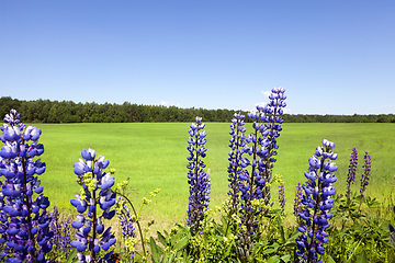 Image showing Flowering blue lupines