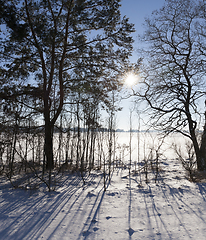 Image showing Winter trees, close-up