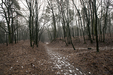 Image showing Autumn forest without trees