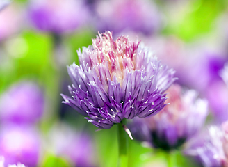 Image showing garlic close up