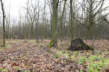 Image showing Trees in autumn