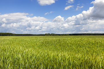 Image showing green wheat field