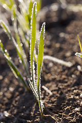 Image showing Green grass close-up