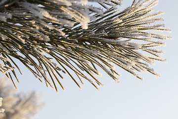 Image showing Coniferous covered with hoarfrost