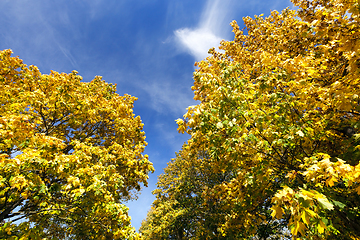 Image showing yellowed maple trees in autumn